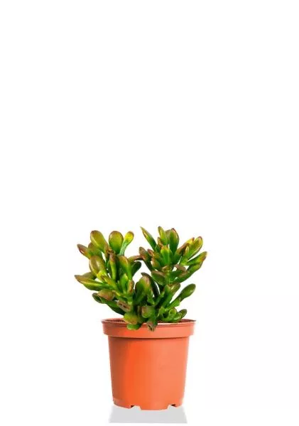 Крассула микс 12/20 см