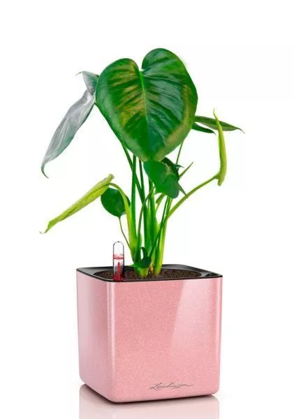 Монстера Делициоза 12/40 см в CUBE GLOSSY KISS 14