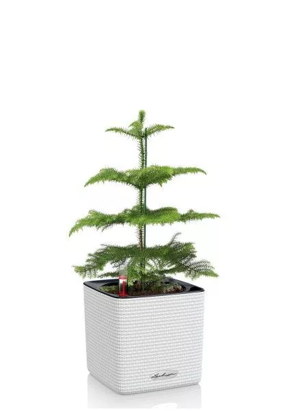 Араукария 1 ствол 10/30 см в CUBE COLOR 14