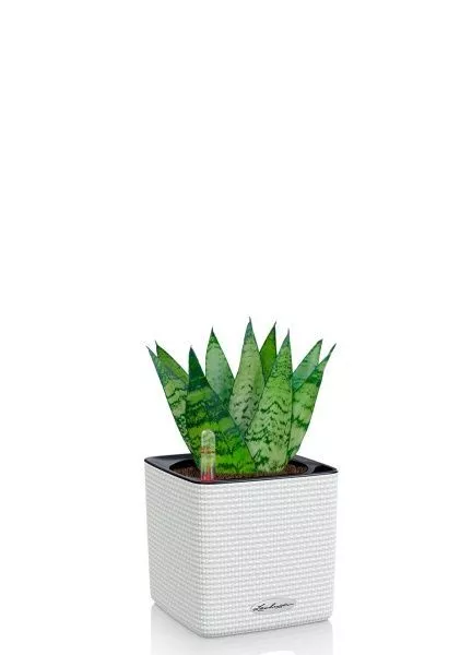 Сансевиерия Зейланика 9/30 см в CUBE COLOR 14