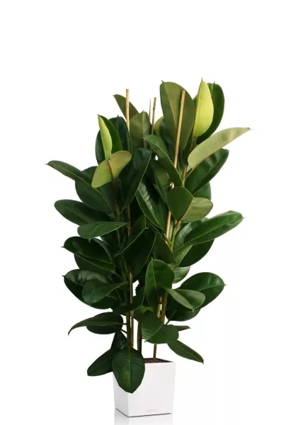 Фикус Эластика Робуста 3 ствола 35/160 см в CUBE 40