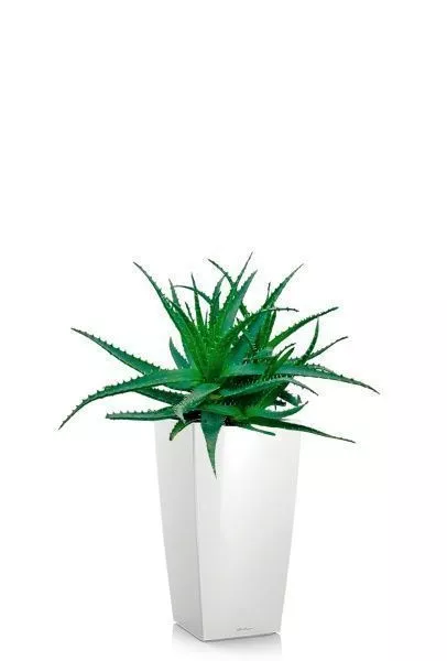 Алоэ 17/40 см в CUBICO 22