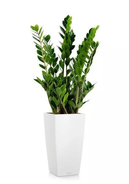 Замиокулькас 17/70 в CUBICO Color 22