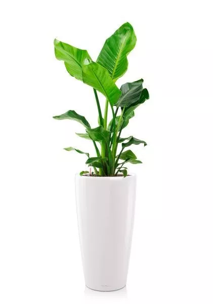 Стрелиция Николай 24/130 см в RONDO 32