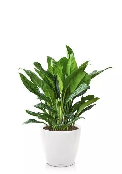 Аглаонема Страйп в CLASSICO LS 35