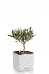 Олива в CUBE COLOR 14