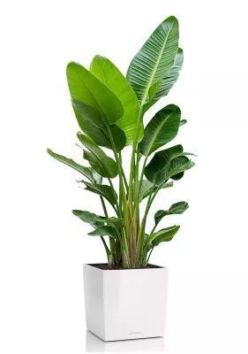 Стрелиция Августа 40/250 см в CUBE 50, белый блестящий