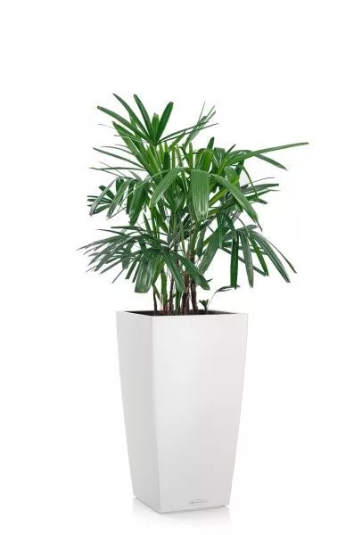 Рапис 21/90 см в CUBICO COLOR 30