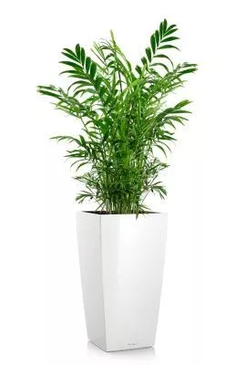 Хамедорея Элеганс 17/60 см в CUBICO 22, белый блестящий