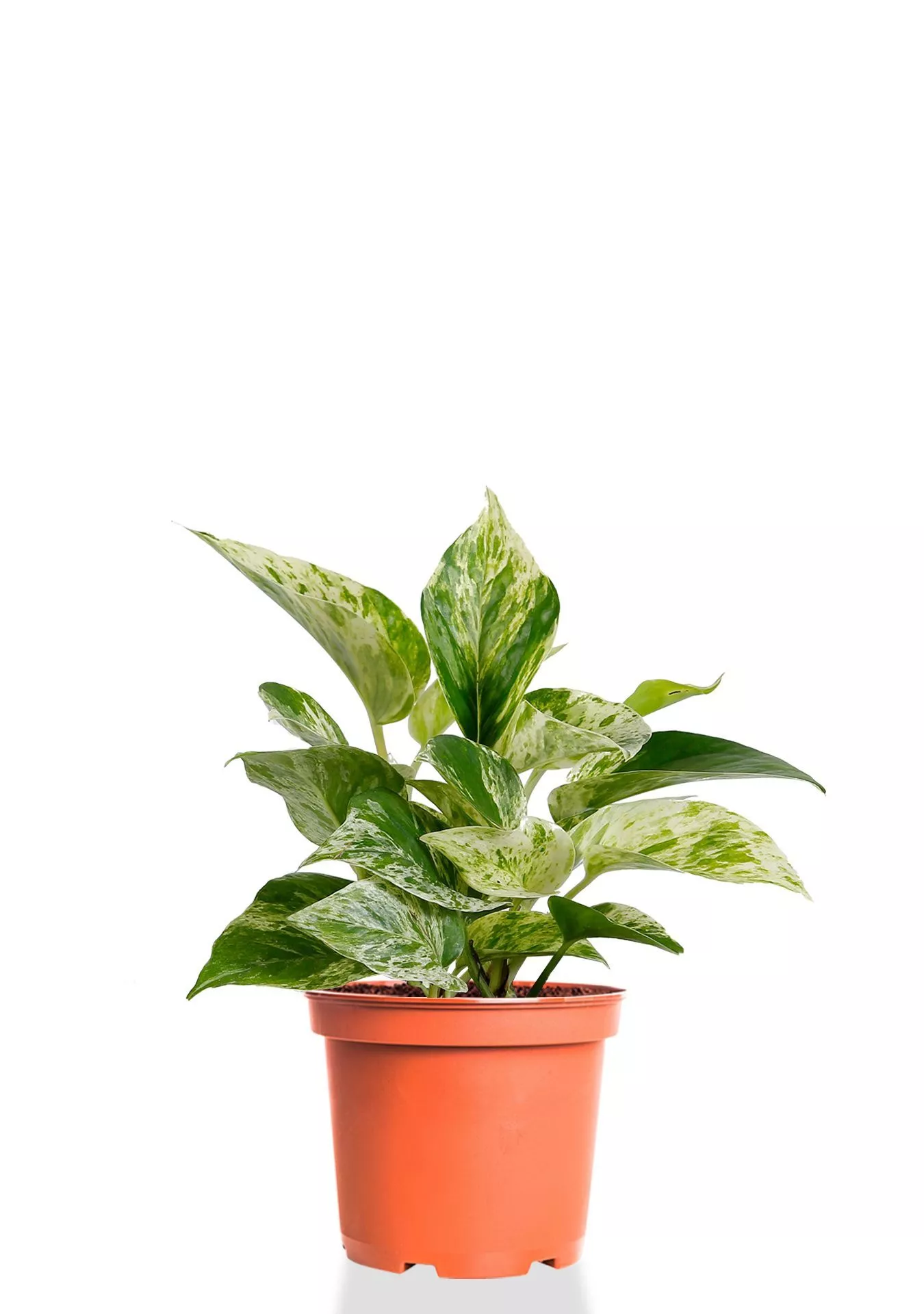 Сциндапсус Марбл Квин 12/20 см