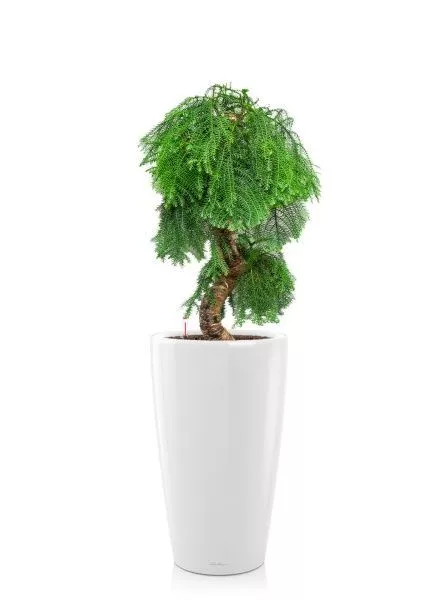 Араукария бонсай 40/110 см в RONDO 40