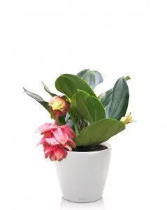 Мединилла в CLASSICO LS 21