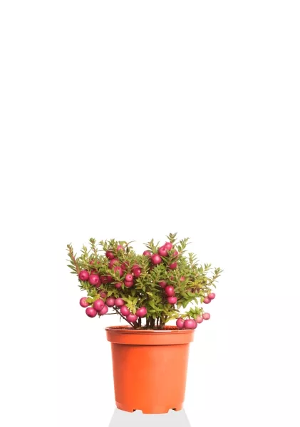 Гаультерия 14/30 см