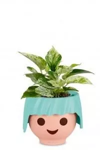 Сциндапсус в OJO 20 см