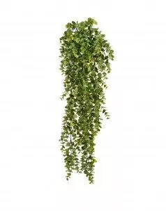 Эвкалипт зелёный большой куст ампельный