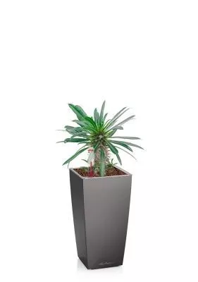 Пахиподиум Ламера 10/20 см в MINI CUBI, антрацитовый металлик