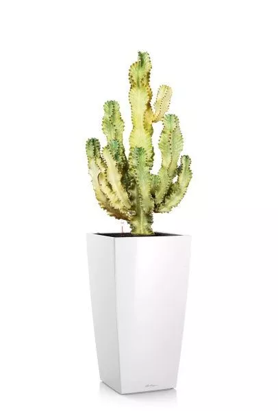 Эуфорбия Ингенс в CUBICO 40