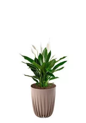 Спатифиллум 17/70 см в MIRA ECO RECYCLED 250