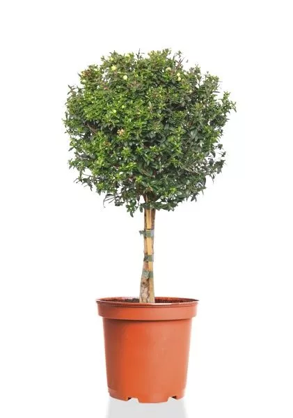 Мирт на стволе 19/75см