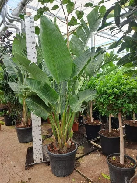 Стрелиция Николай 55/300 см