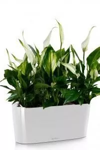 Спатифиллум в DELTA 20