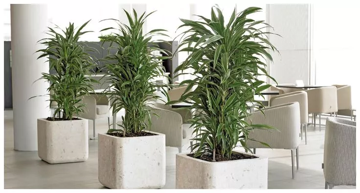 Озеленение офиса с помощью драцены Джанет Линд Озеленение офиса с помощью драцены Джанет Линд