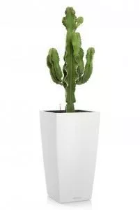 Эуфорбия Ингенс CUBICO 30/120 см, белый