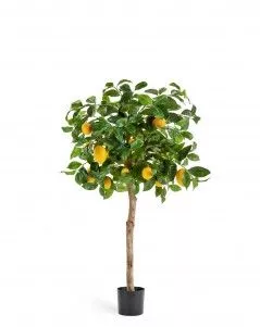 Лимонное дерево с плодами на штамбе