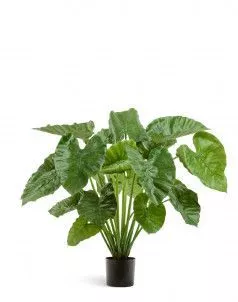 Алоказия Калидора куст большой