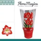 Гиппеаструм Exotic Striped Extra Op Flora Magica 2 ствола d14 см h25 см тип 3