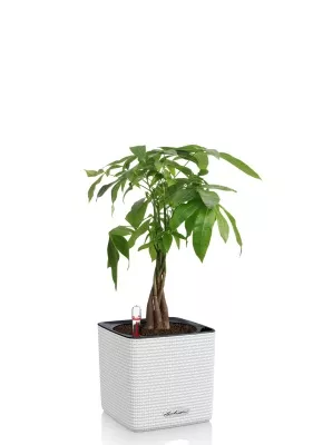 Пахира Акватика косичка 14/50 см в CUBE Color 16