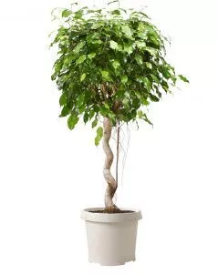 Фикус Экзотика спираль 34/140 см