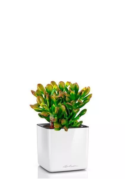 Крассула микс в CUBE GLOSSY 14