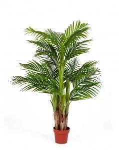 Пальма Арека Катеху