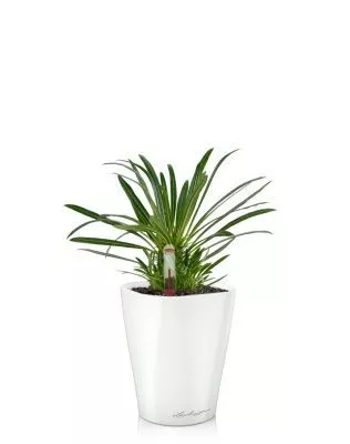 Пахиподиум Ламера 9/18 см в MINI DELTINI 10, белый блестящий