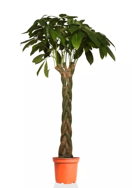 Пахира 27/170 см