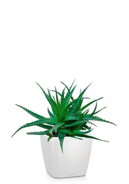 Алоэ 17/40 см в QUADRO LS 21