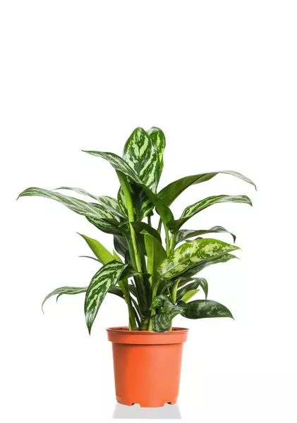 Аглаонема Мария 15/35 см