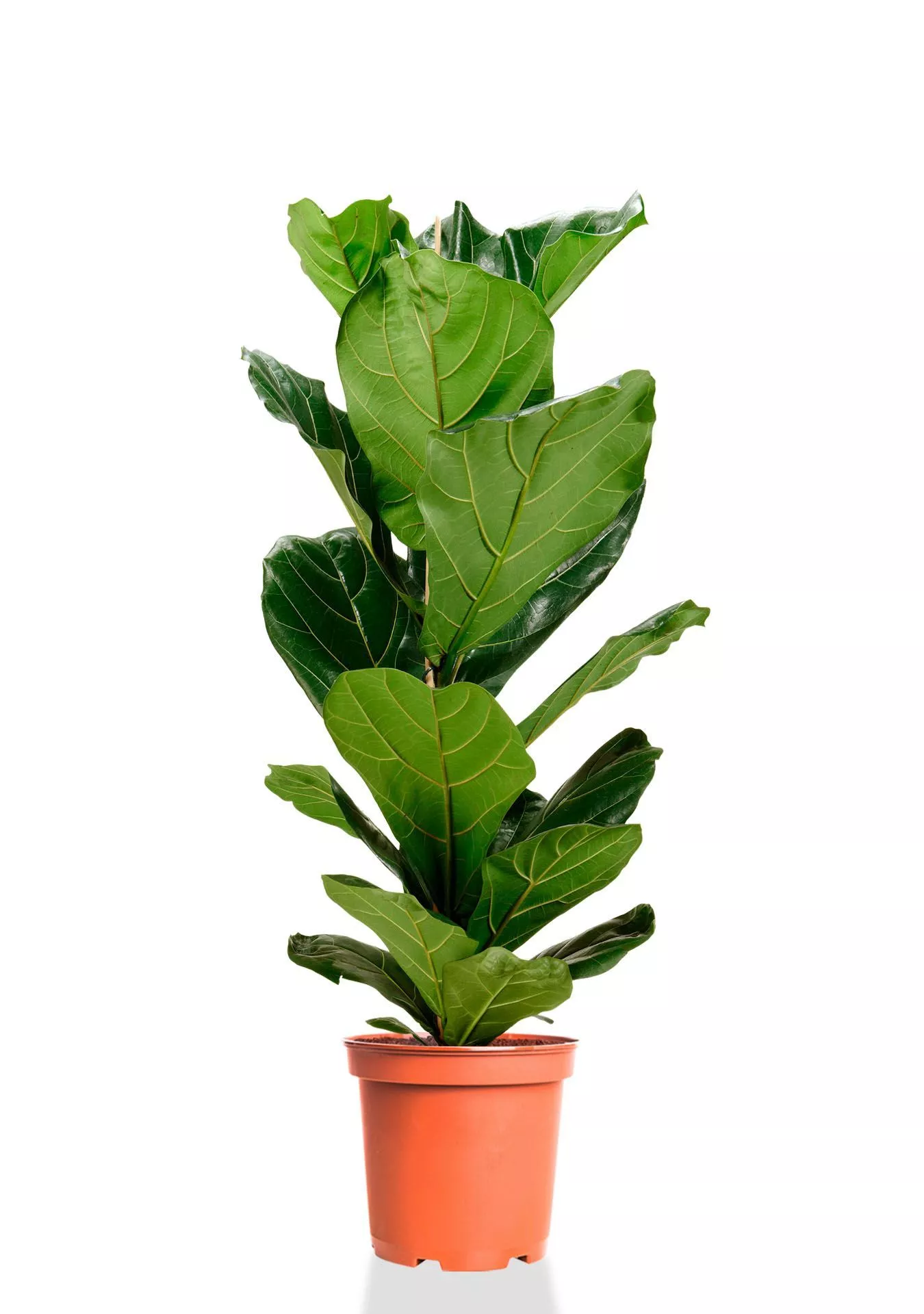 Фикус Лирата 1 ствол 21/90 см