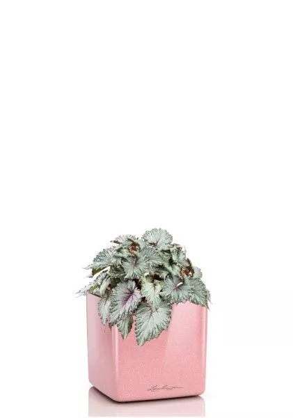 Бегония Белиф Хавайн Сильвер 13/25 см в CUBE GLOSSY KISS 14