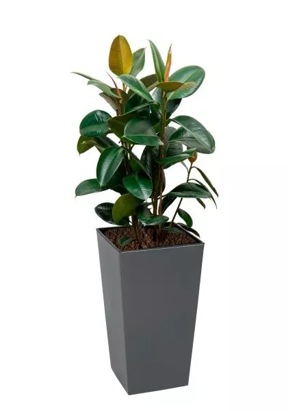 Фикус Эластика Робуста 3 ствола 35/200 см в LAMELA Finezja 40x40