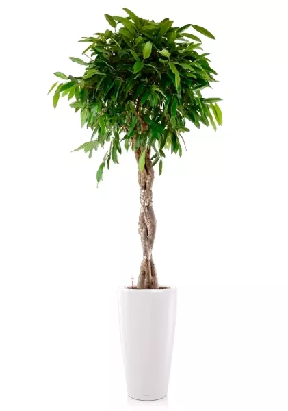 Фикус Амстел Кинг переплетенный 30/140 см в RONDO 40