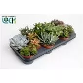 Суккуленты микс d10.5 см h15 см тип 1