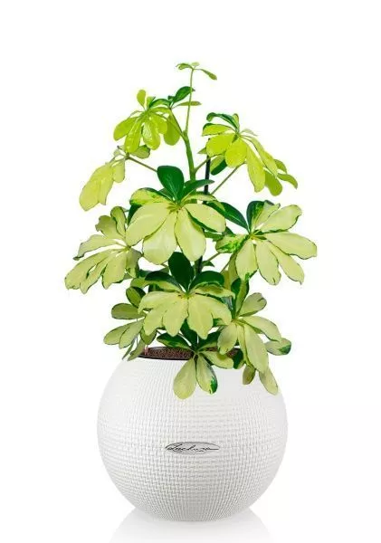 Шеффлера Мелани 12/40 в PURO 20