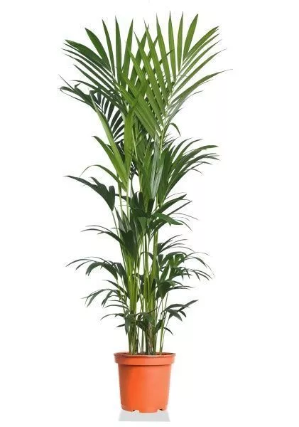 Ховея Кентия 31/220 см