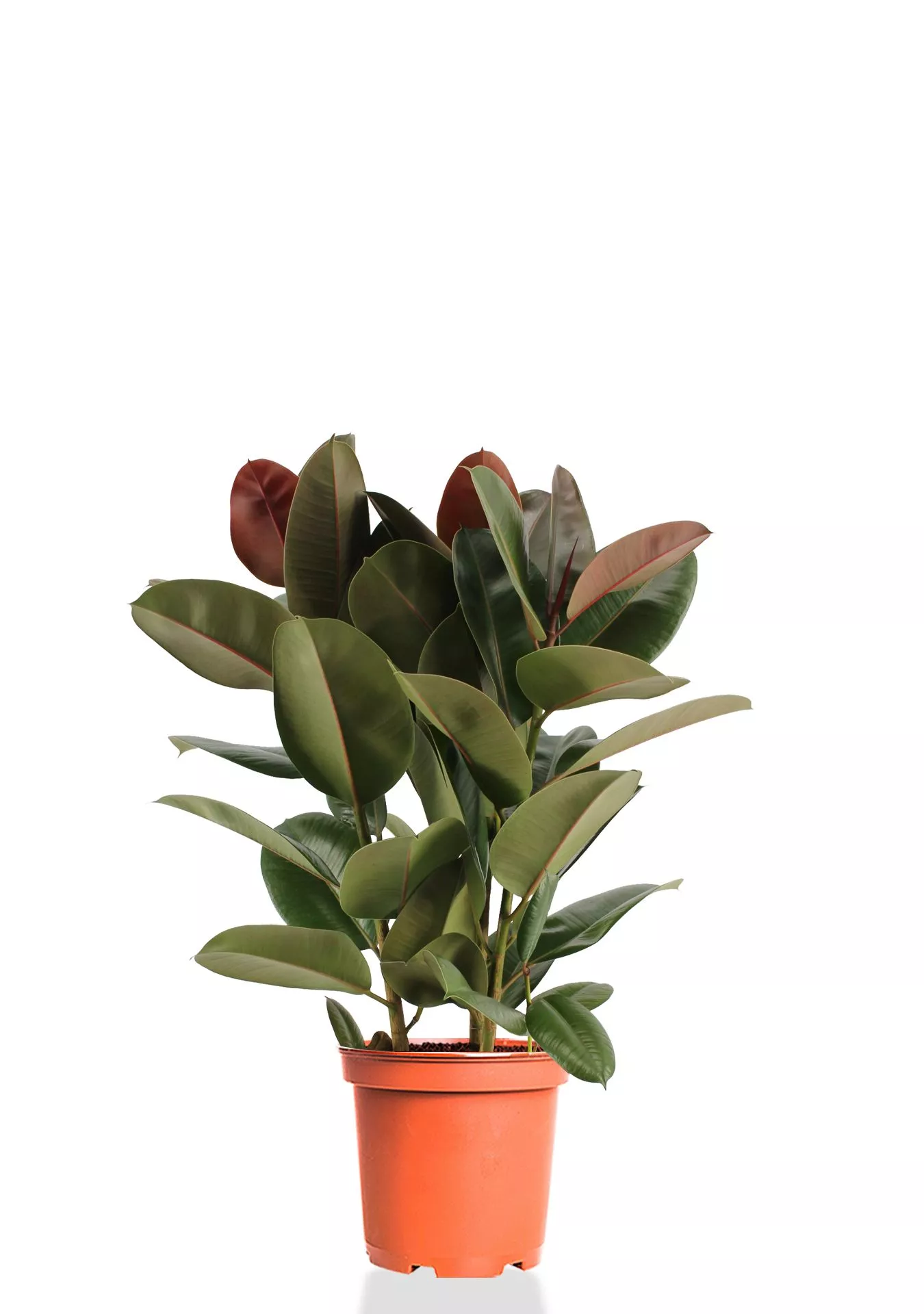 Фикус Эластика Робуста 3 ствола 21/75 см