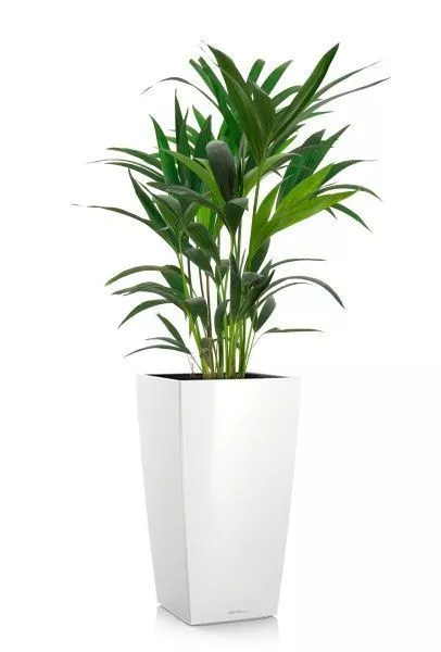 Ховея 17/90 см в CUBICO 22