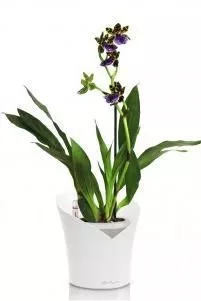 Орхидея Зигопеталум ORCHIDEA 18/40, Белый матовый