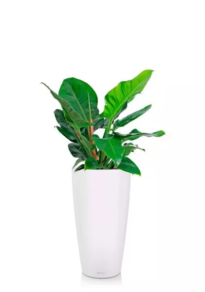 Филодендрон Империал Грин 24/70 см в RONDO 32