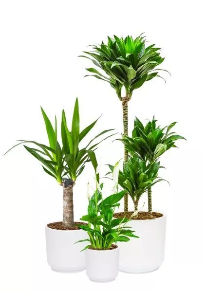 Набор для озеленения офиса № 2 (Юкка, Драцена Компакта 3 ствола, Спатифиллум)